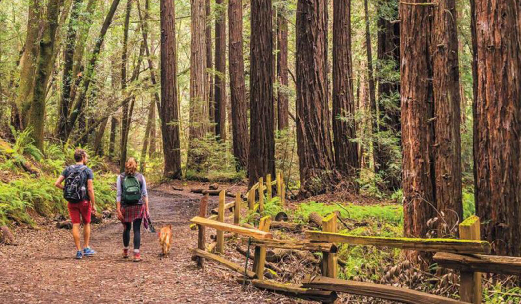 EBRPD Redwoods
