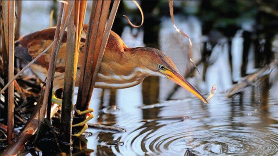 EBRPD Bird Catches Fish