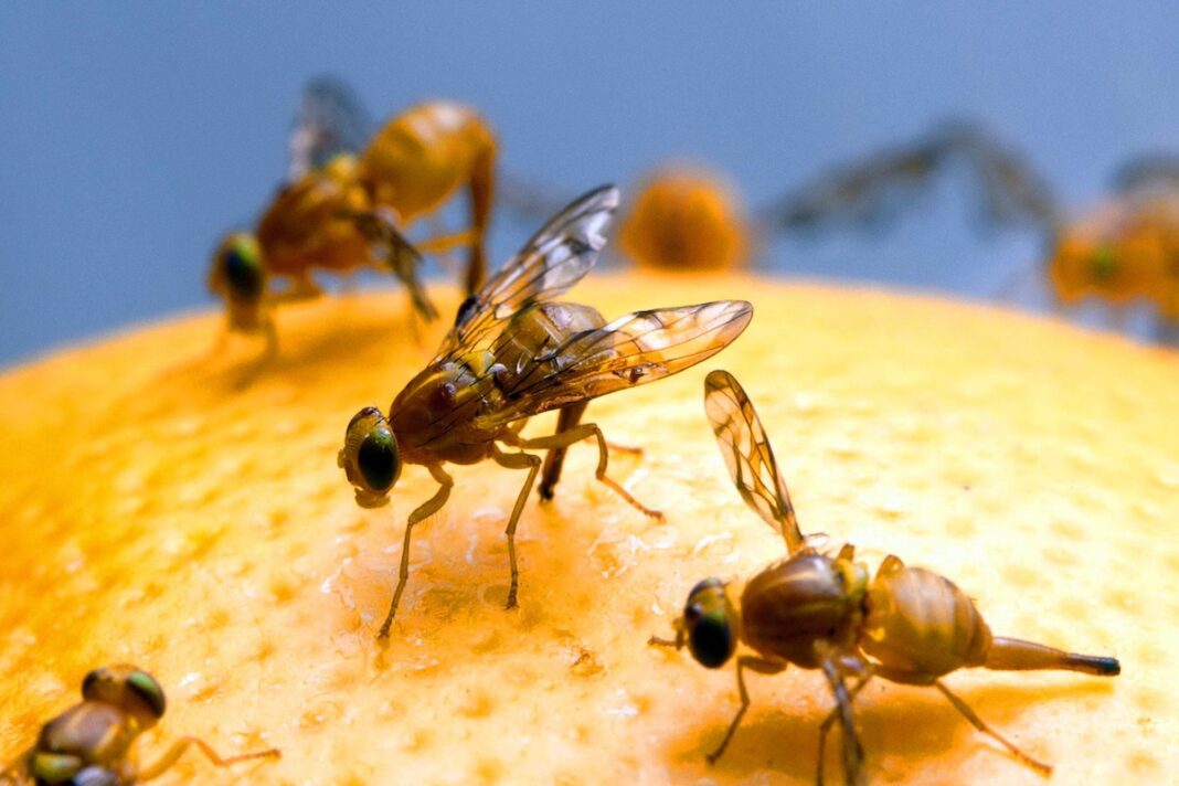 Mexican fruit fly