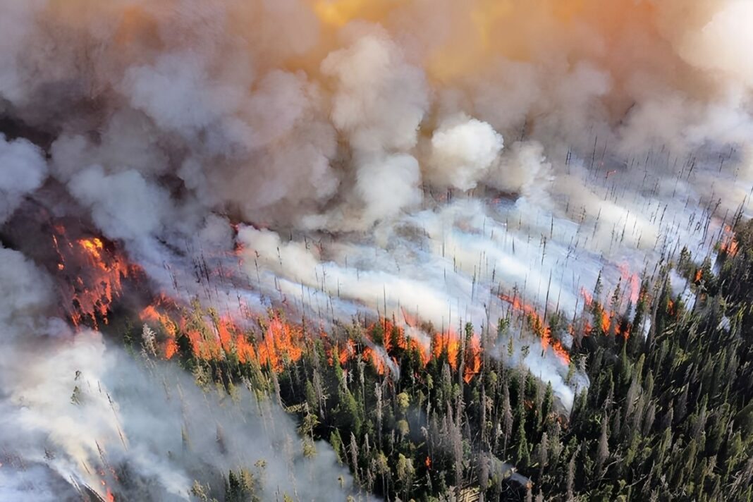 controlled burn